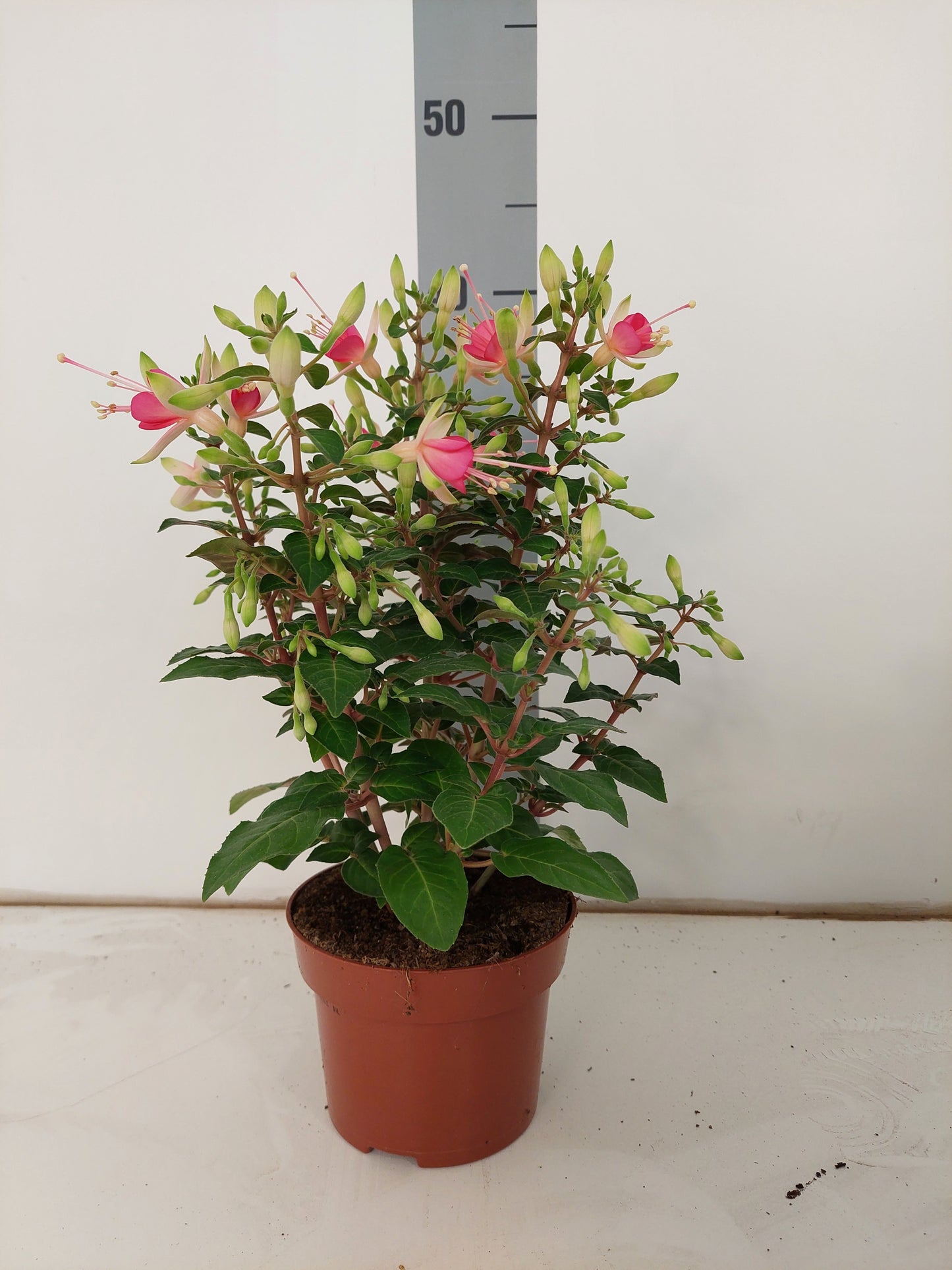 Fuchsia Walz Jubelteen 35cm 13cm Pot