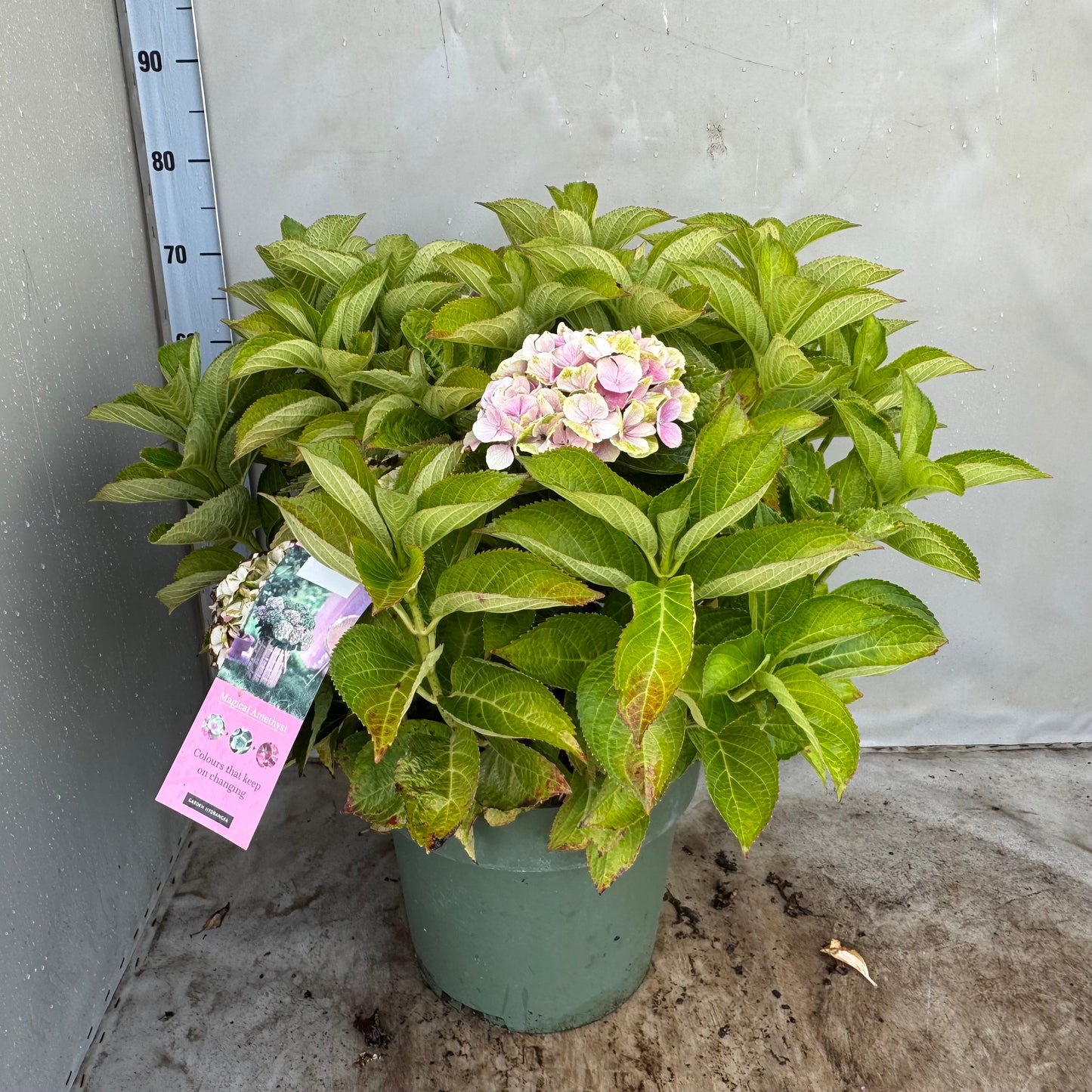 Hydrangea macr. Magical Amethyst 60cm 35cm Pot