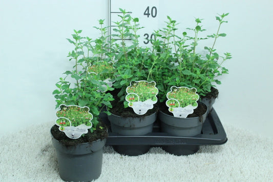 Salvia microphylla 40cm 17cm Pot