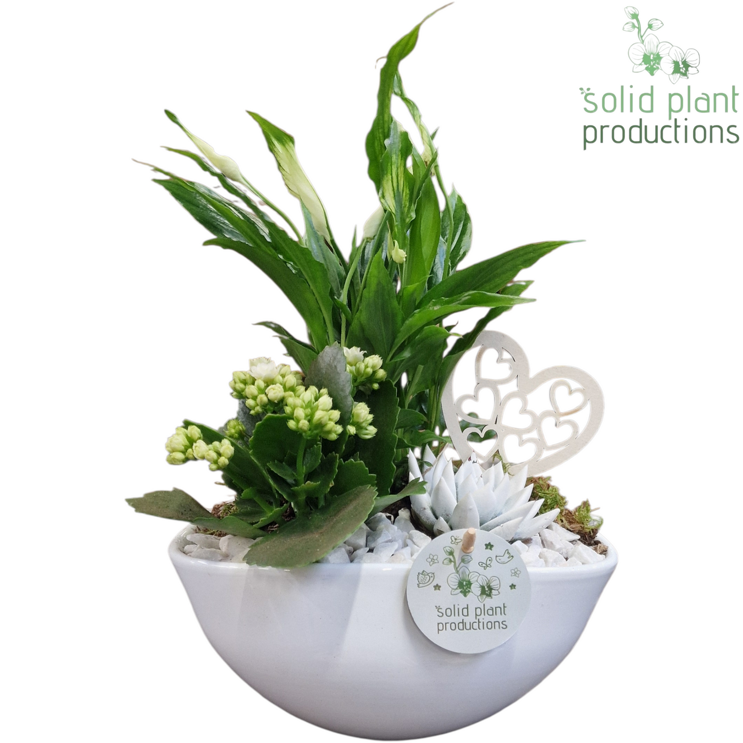 arr. Kamerplanten SE005 WV 35cm 22cm Pot