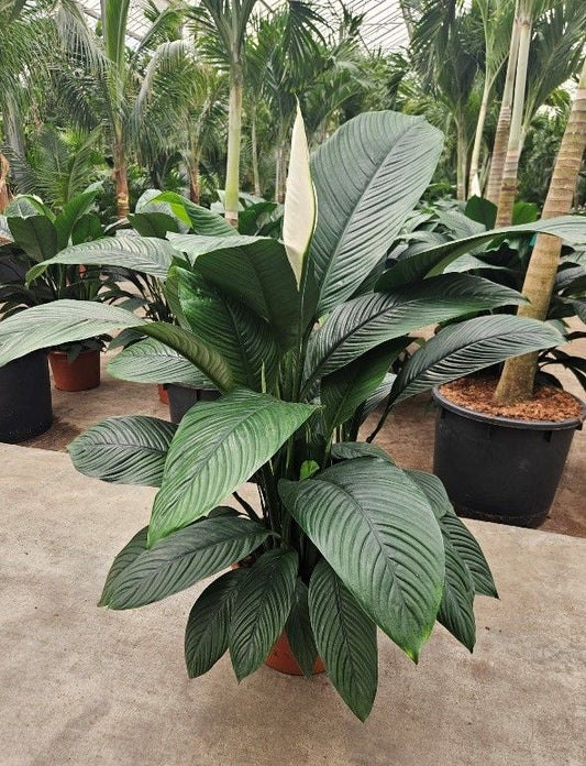 Spathiphyllum Sensation 150cm 45cm Pot