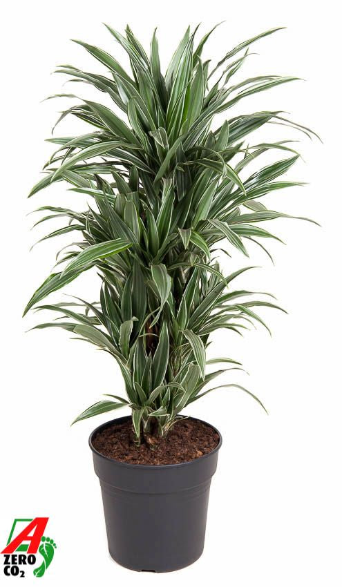 Dracaena fragrans Warneckei branched 110cm 27cm Pot