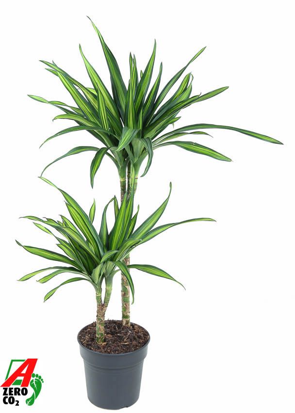 Dracaena fragrans Riki 45-15 90cm 19cm Pot