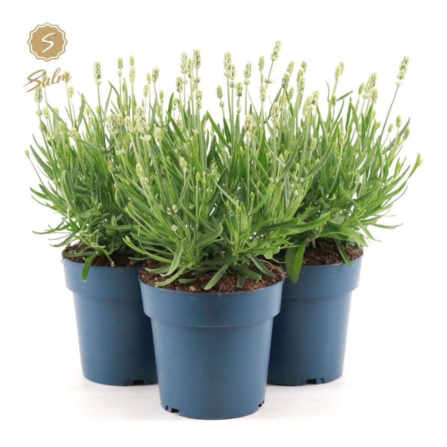 Lavandula angustifolia 37cm 15cm Pot