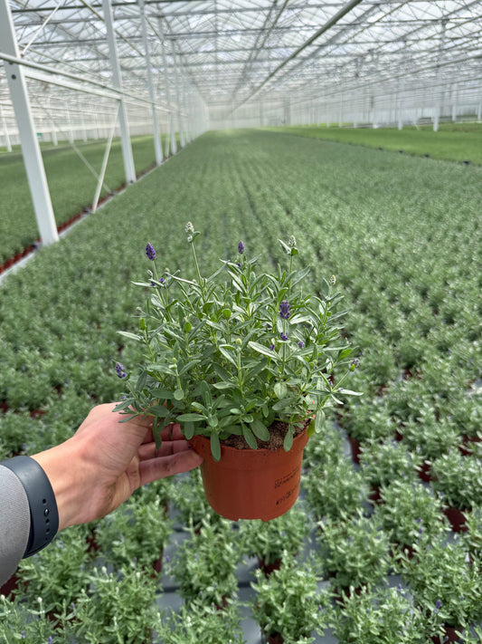 Lavandula ang. Twin 30cm 13cm Pot
