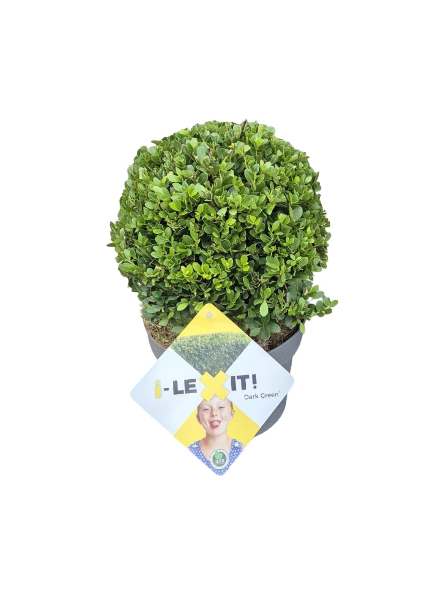 Ilex crenata Dark Green ball 30cm 19cm Pot