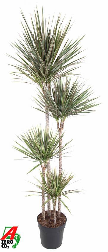 Dracaena Bicolor 120-90-60-30 180cm 27cm Pot