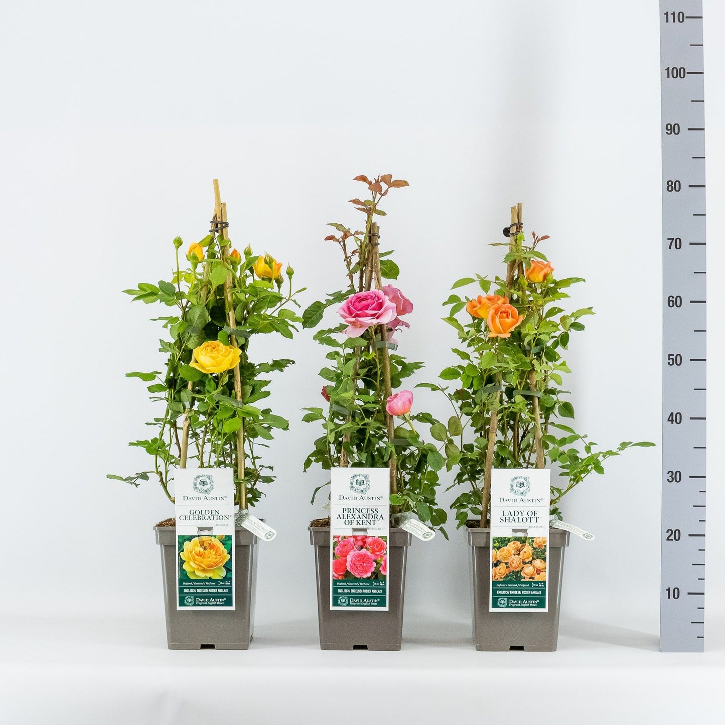 Roses climbing mix (Austin) 40cm 23cm Pot