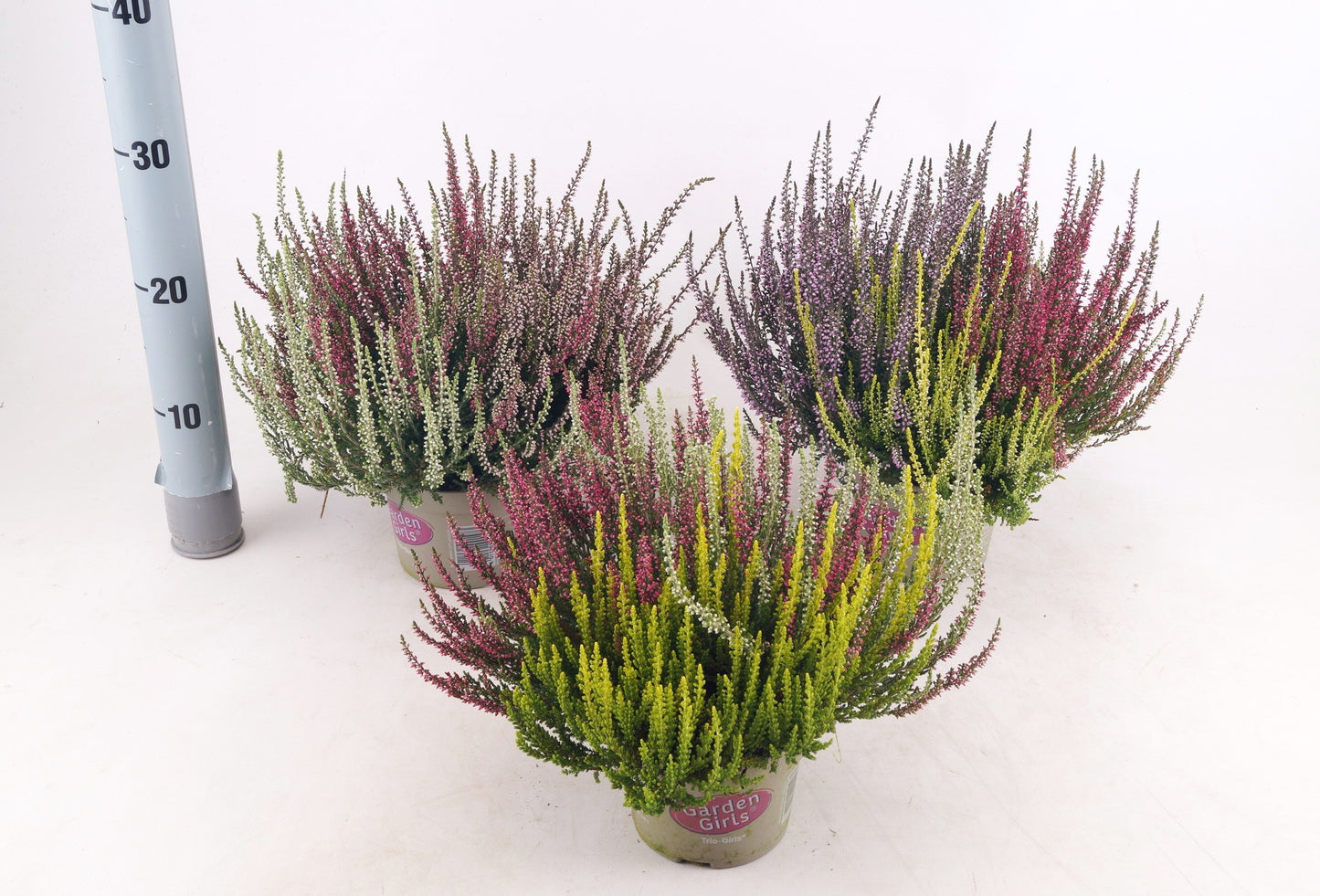 Calluna Garden Girls trio 27cm 13cm Pot