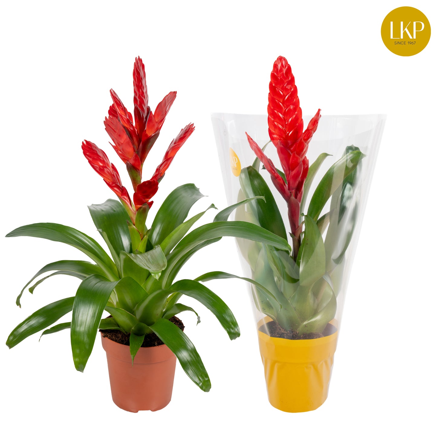 Vriesea Venga 45cm 12cm Pot