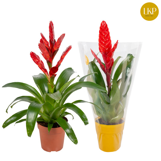Vriesea Venga 45cm 12cm Pot