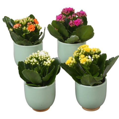 PTBTS3222 Arrangementen kamerplanten 17cm 7cm Pot