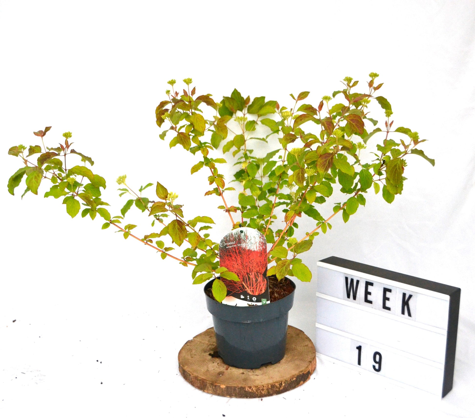 Cornus san. Winter Beauty 30cm 19cm Pot