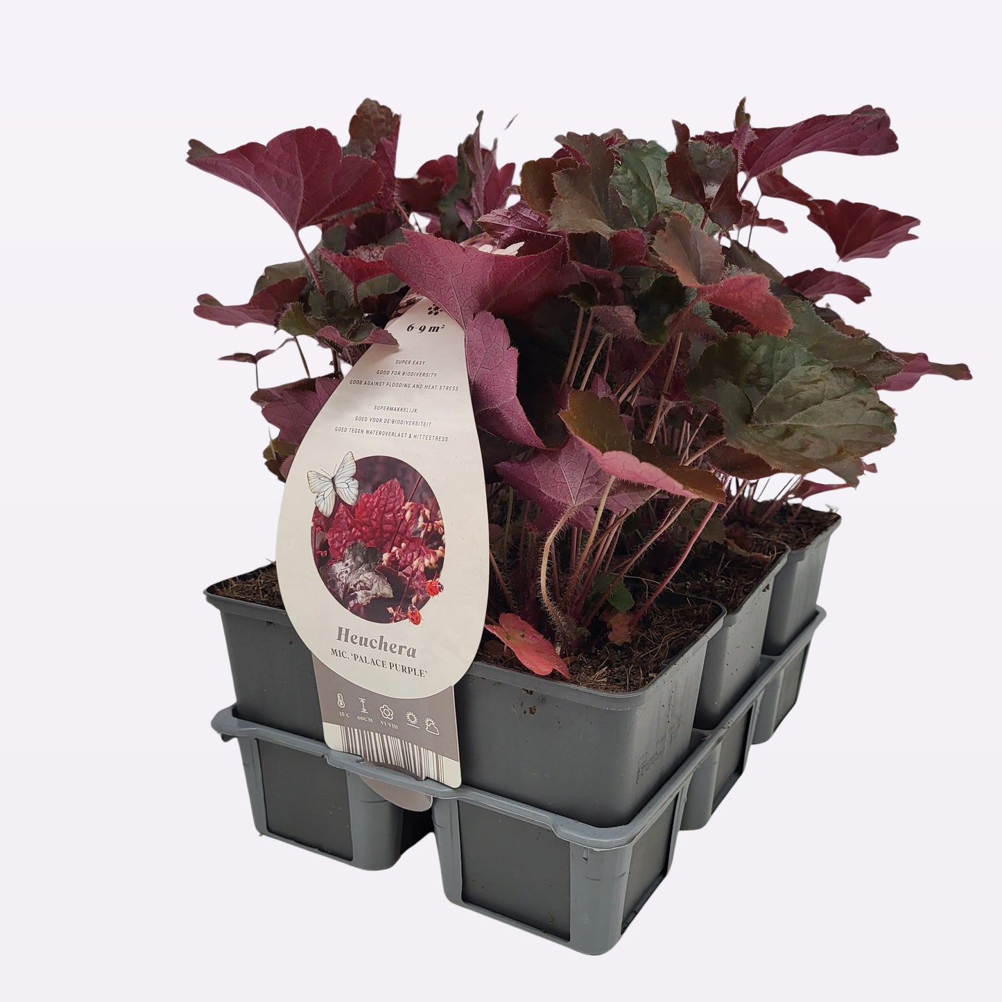 Heuchera Palace Purple 10cm 9cm Pot