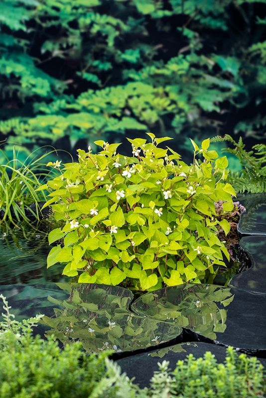 Houttuynia cordata (18 x18) 20cm 18cm Pot