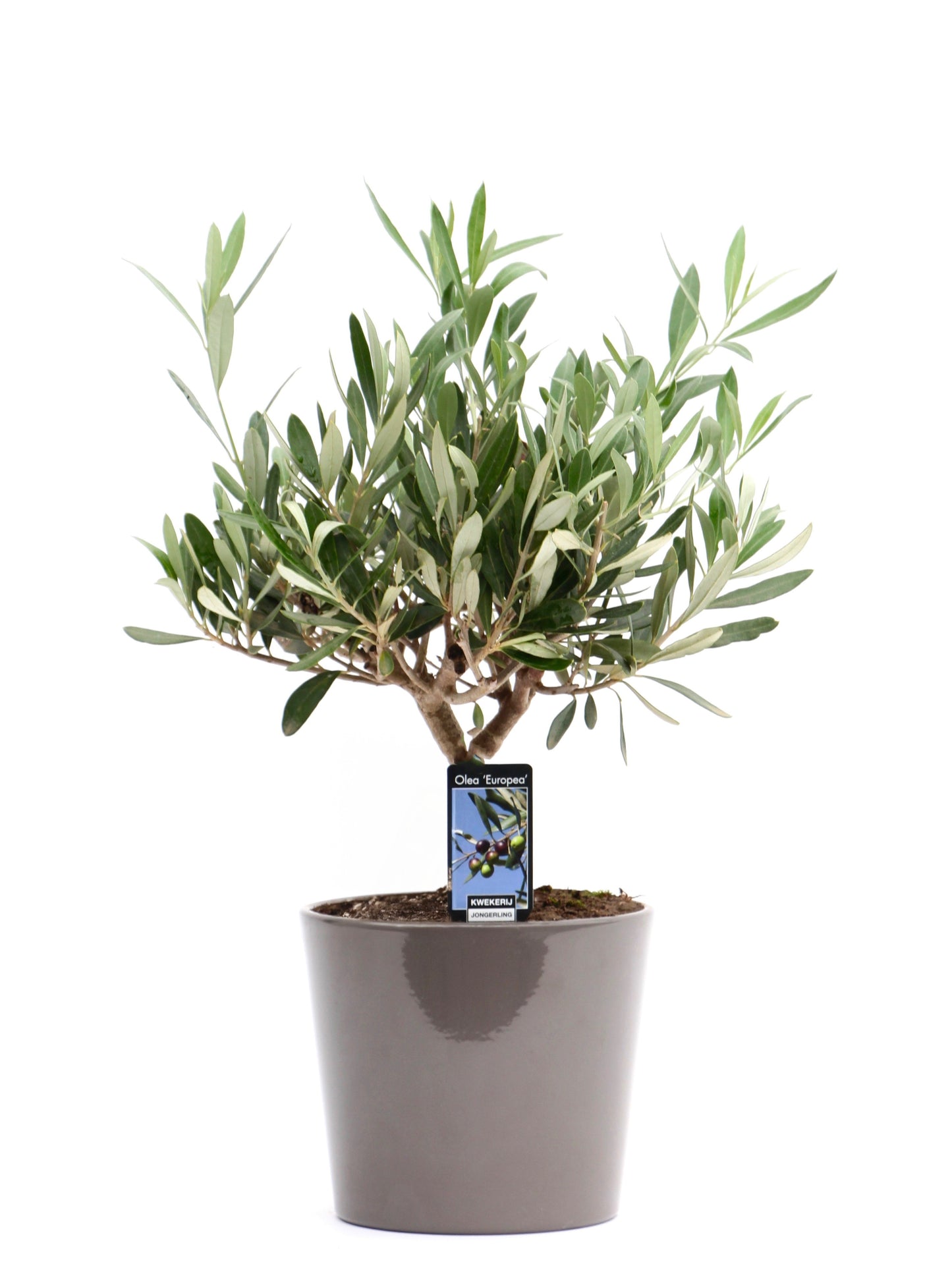 Olive europaea 35cm 16cm Pot