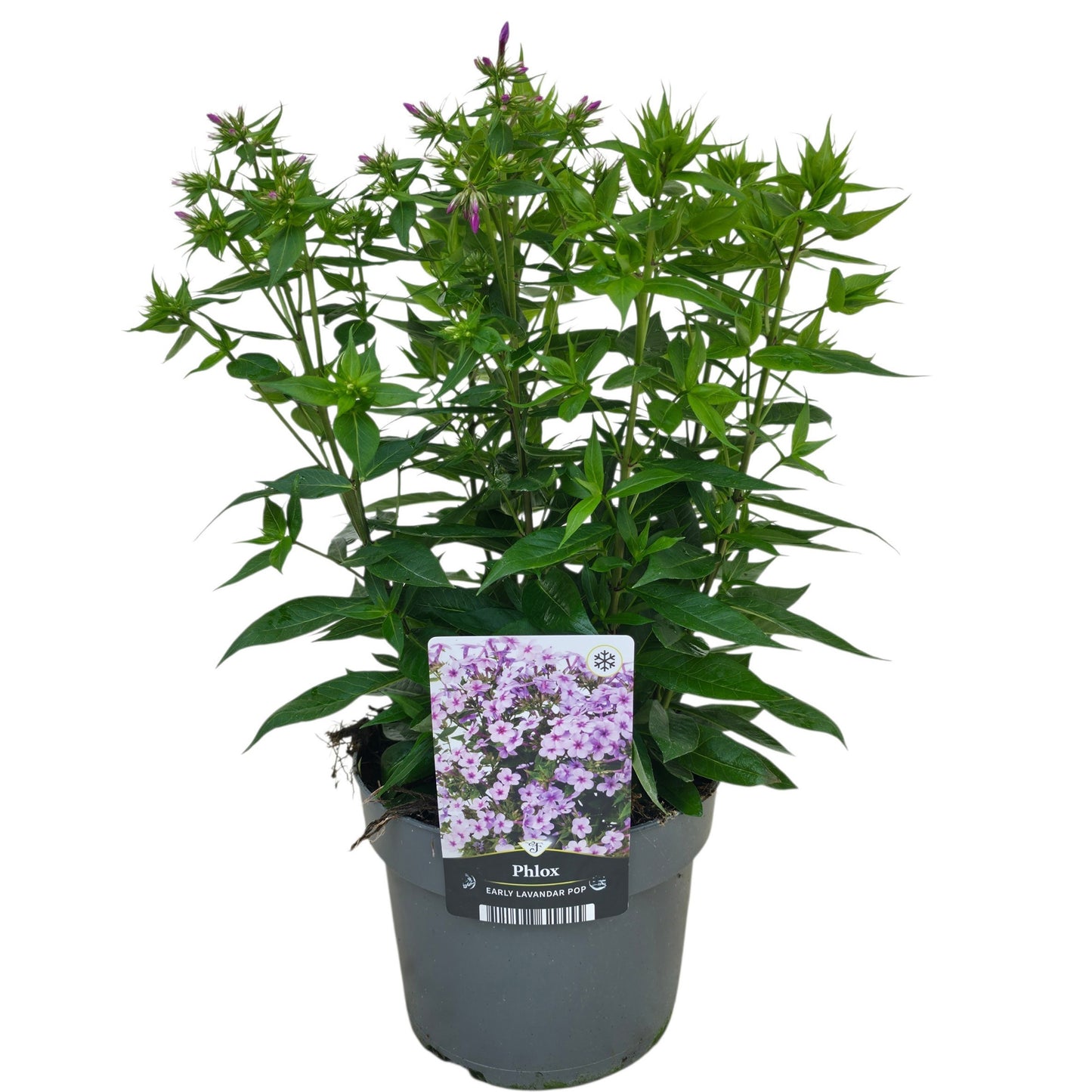 Phlox paniculata Early Pink 55cm 17cm Pot
