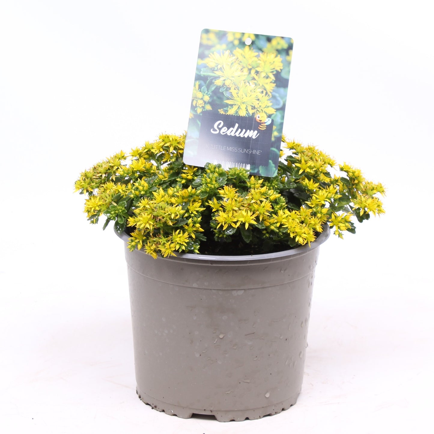 Sedum Little Miss Sunshine 25cm 19cm Pot