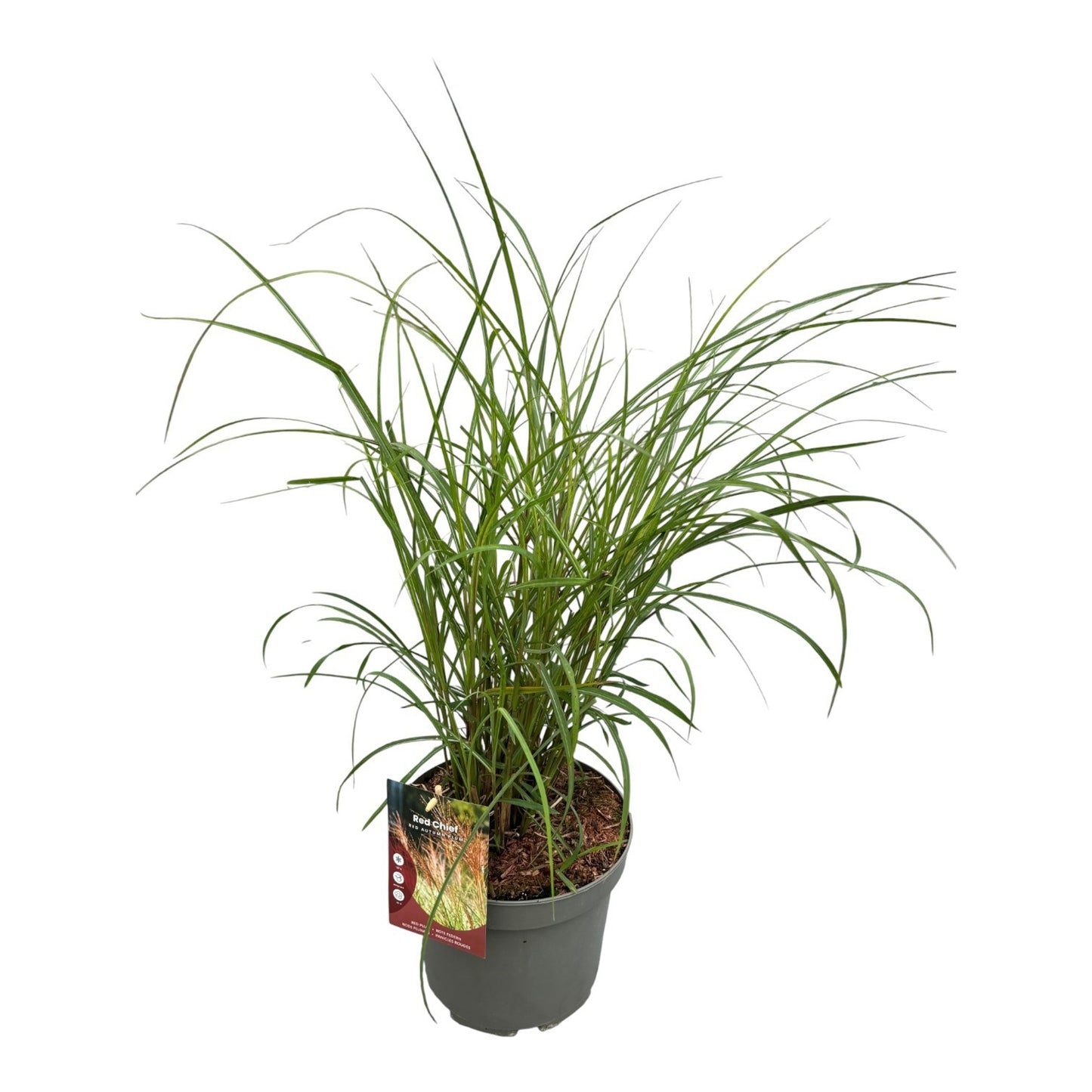 Miscanthus sinensis Red Chief 50cm 23cm Pot