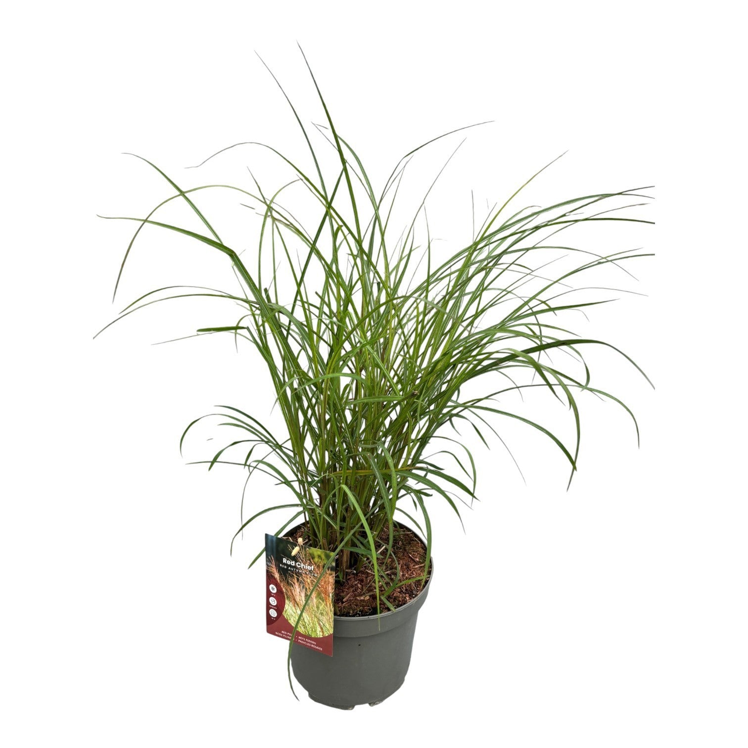 Miscanthus sinensis Red Chief 50cm 23cm Pot