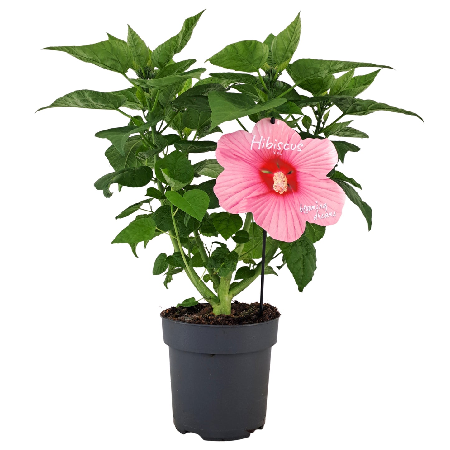 Hibiscus mos. Extreme Hot Pink 45cm 17cm Pot