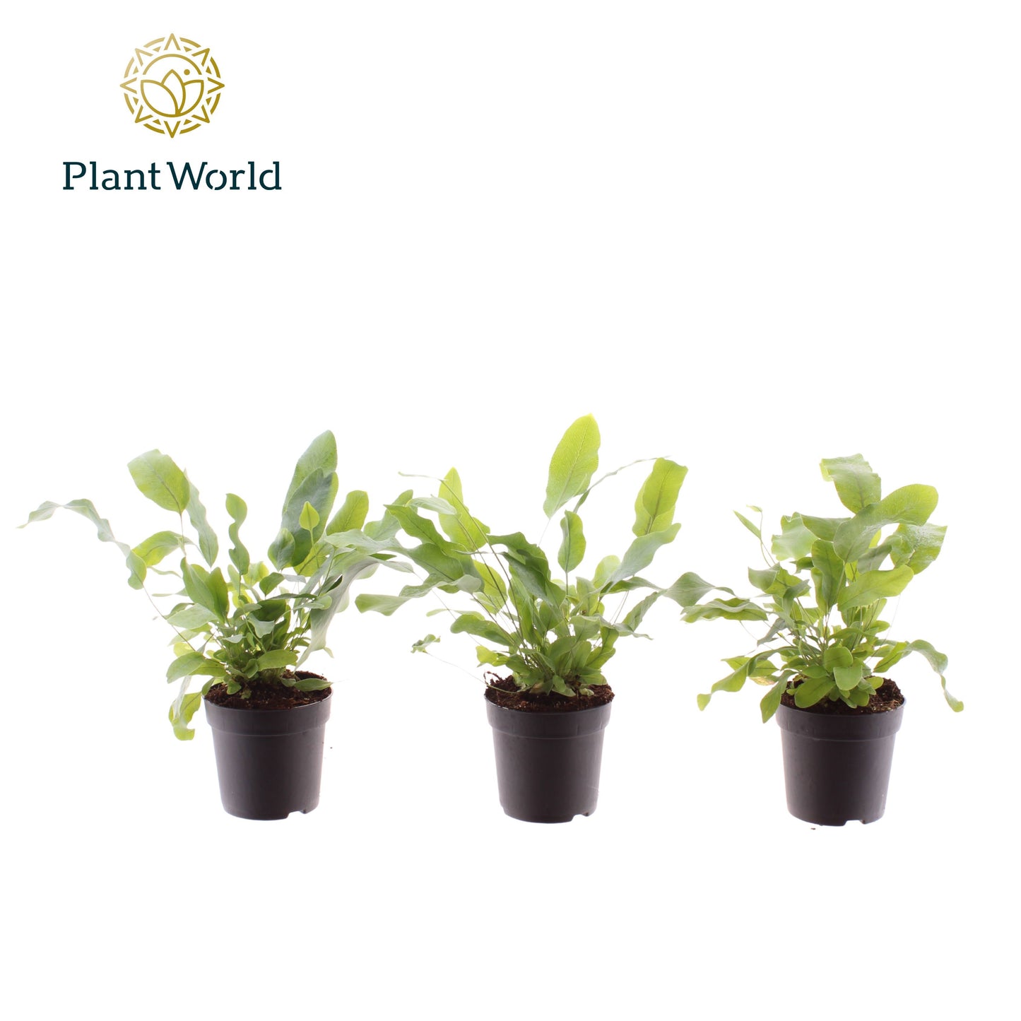 Phlebodium Blue Star 20cm 7cm Pot