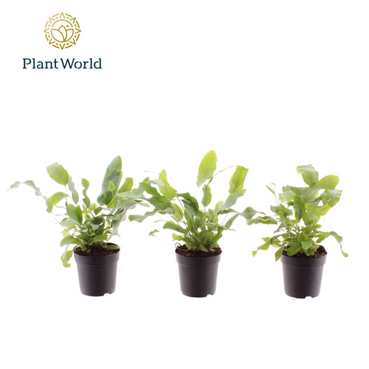 Phlebodium Blue Star 20cm 7cm Pot