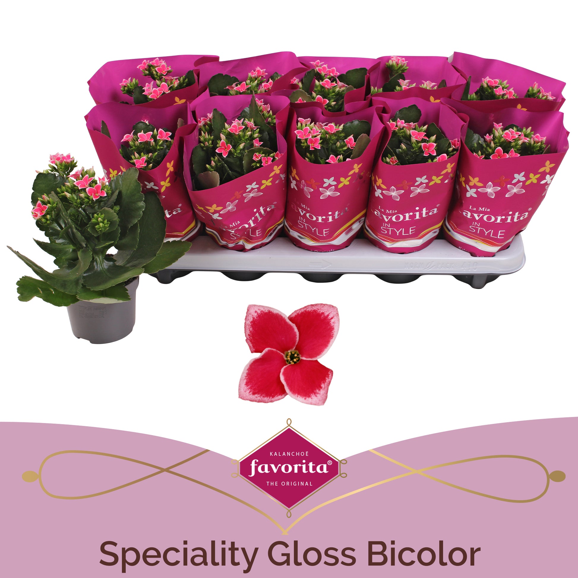 Kalanchoe Gloss Bicolor 22cm 510cm Pot