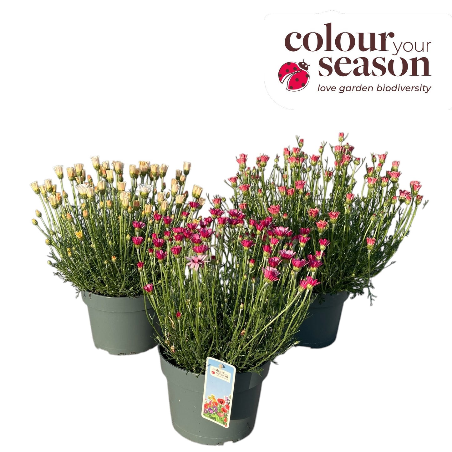Rhodanthemum Zagora Orange 35cm 19cm Pot