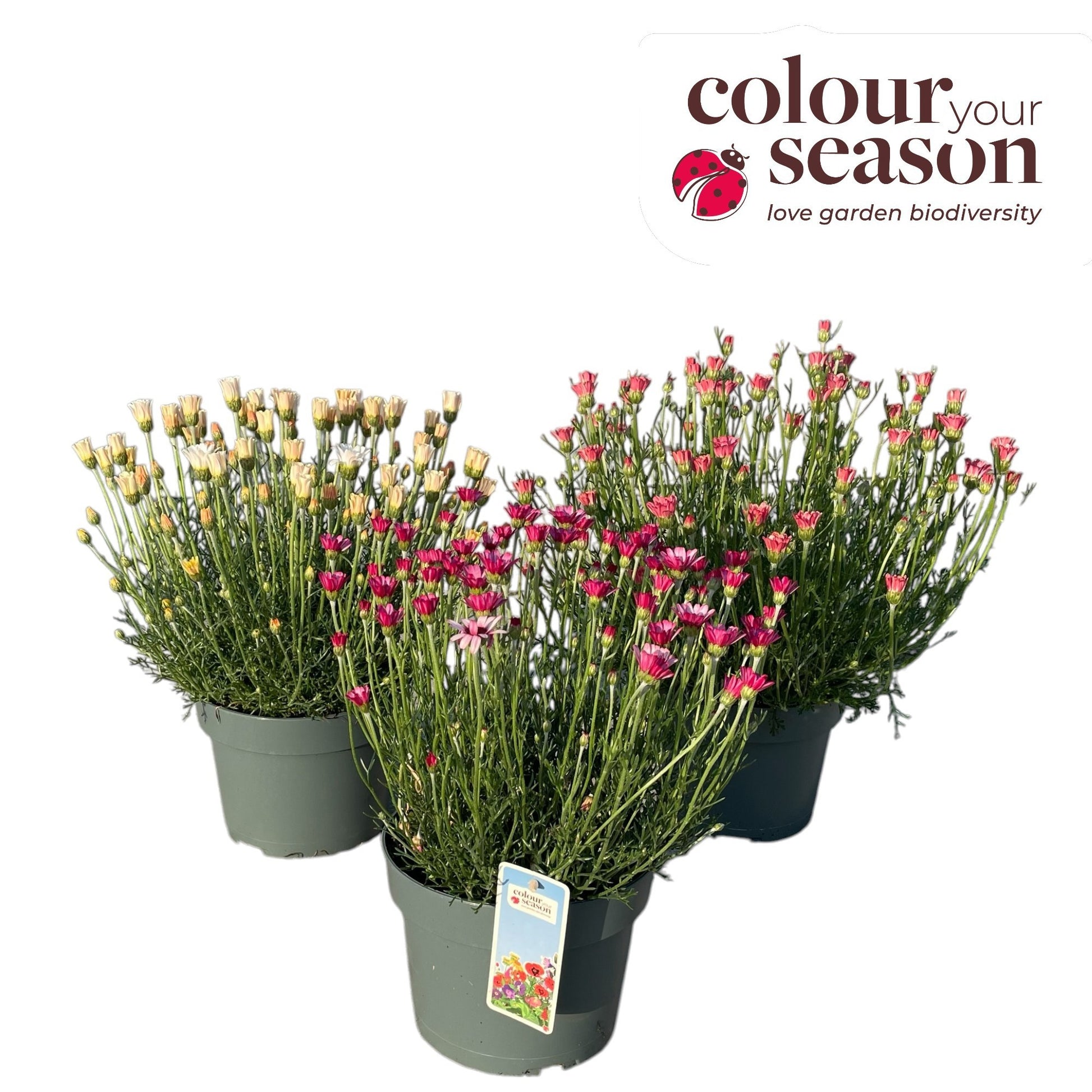 Rhodanthemum Zagora Orange 35cm 19cm Pot