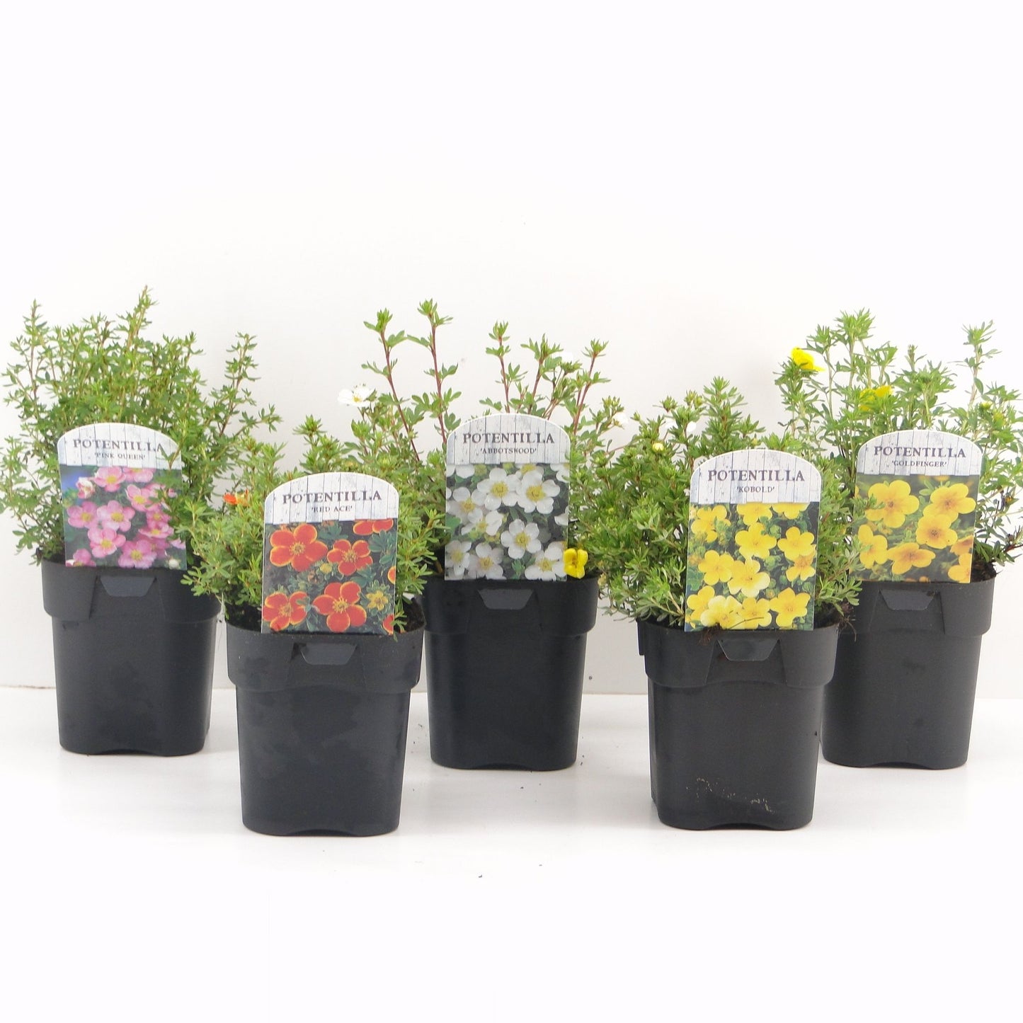 Potentilla fruticosa 25cm 17cm Pot