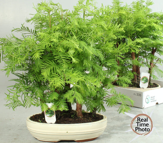 Bonsai Metasequoia Forest 40cm 26cm Pot