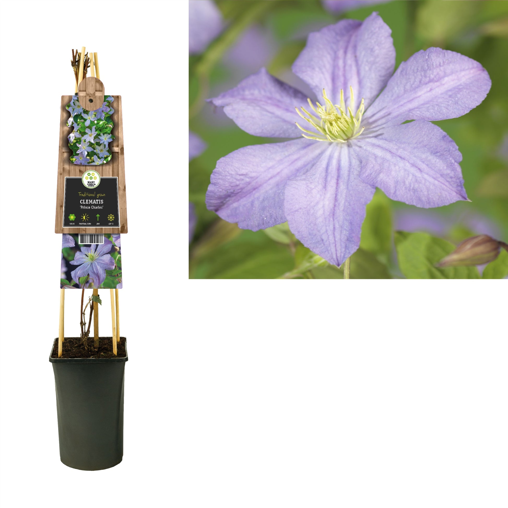 Clematis jac. Prince Charles 75cm 17cm Pot