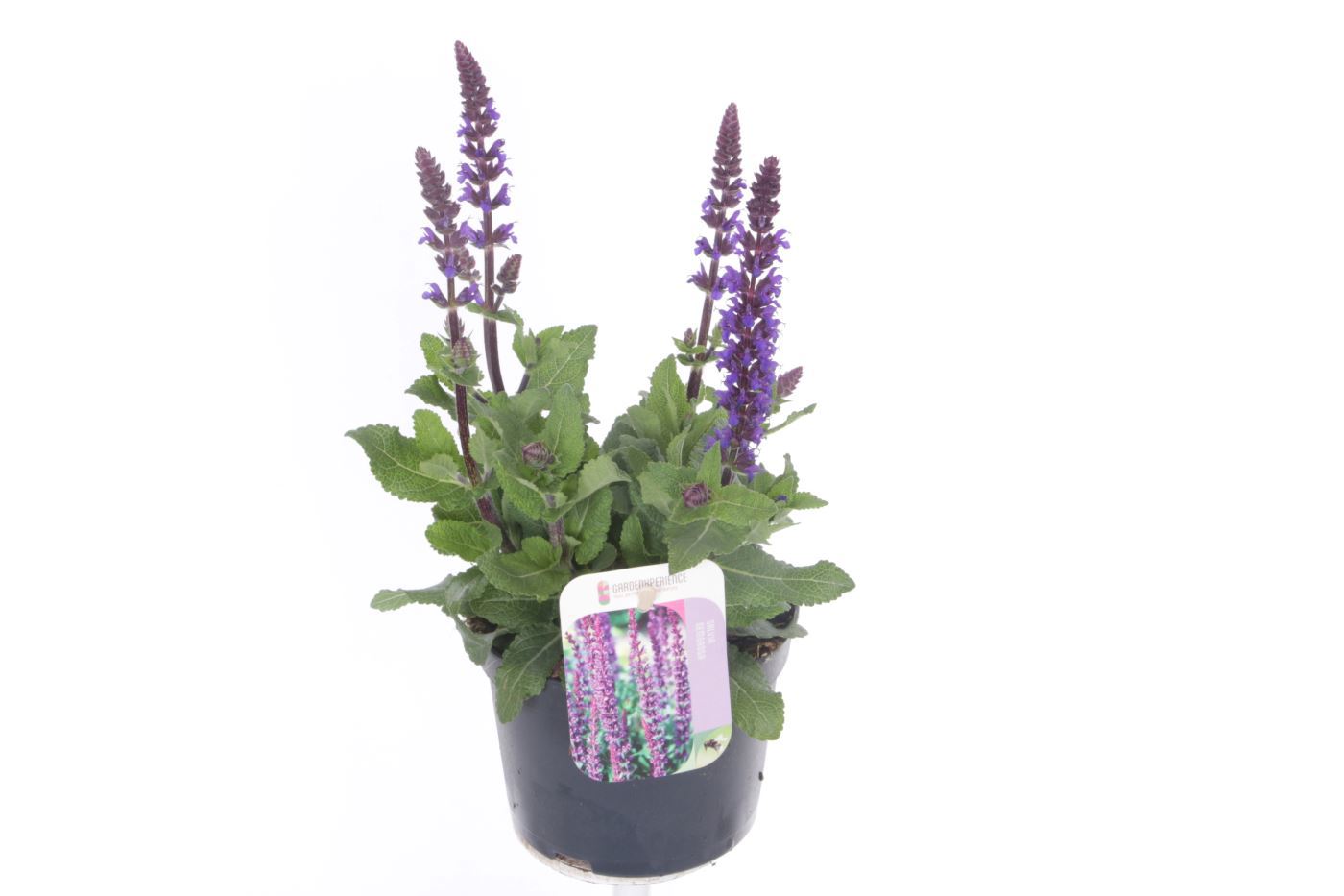 Salvia Sensation Deep Blue 30cm 13cm Pot