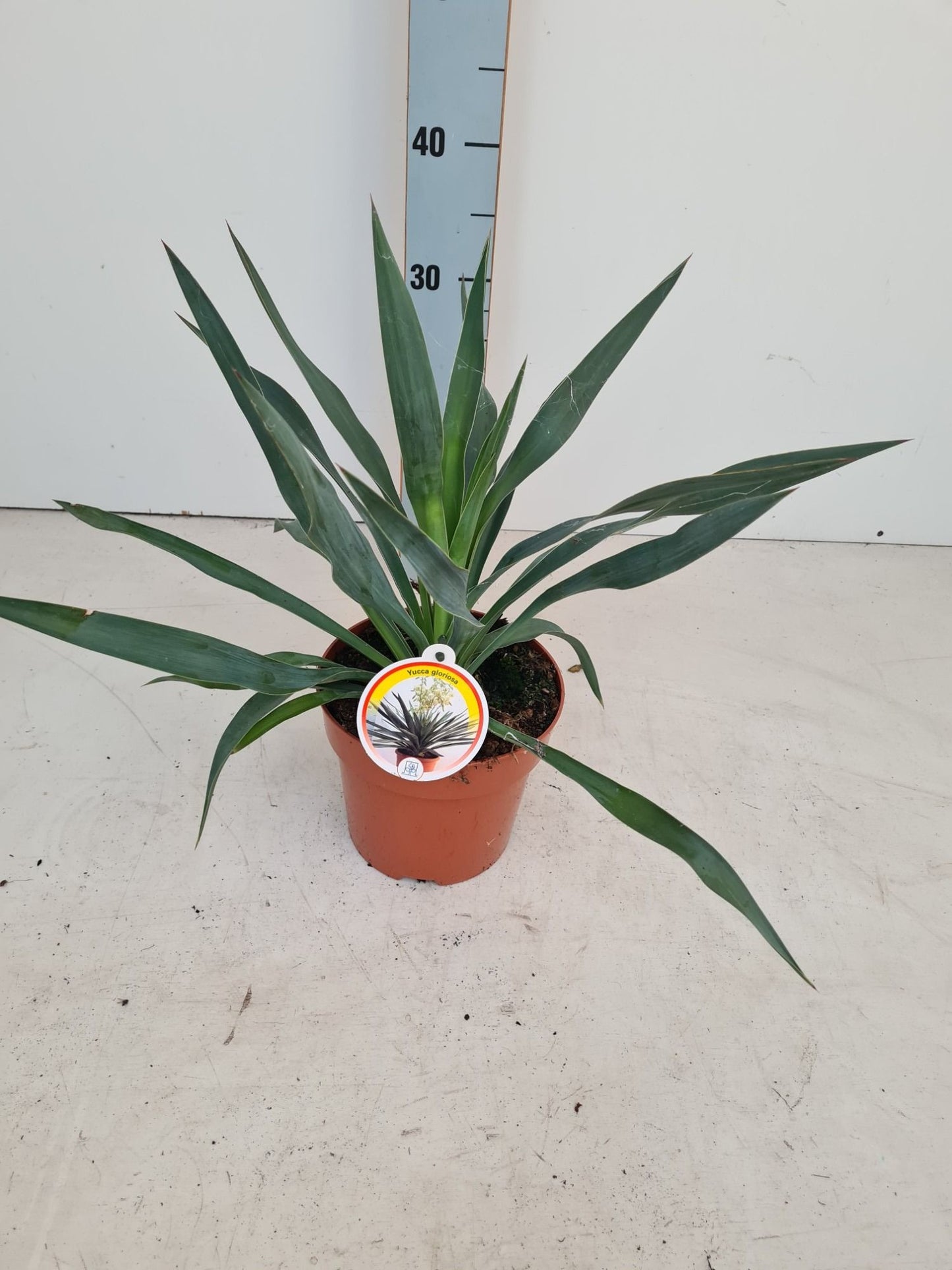 Yucca gloriosa 40cm 17cm Pot