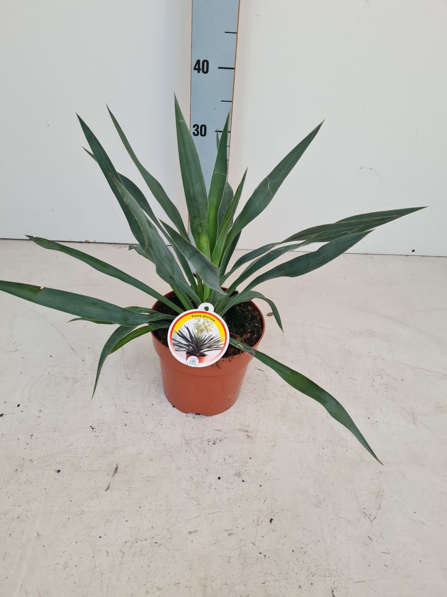 Yucca gloriosa 40cm 17cm Pot