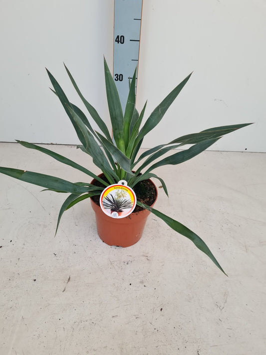 Yucca gloriosa 40cm 17cm Pot