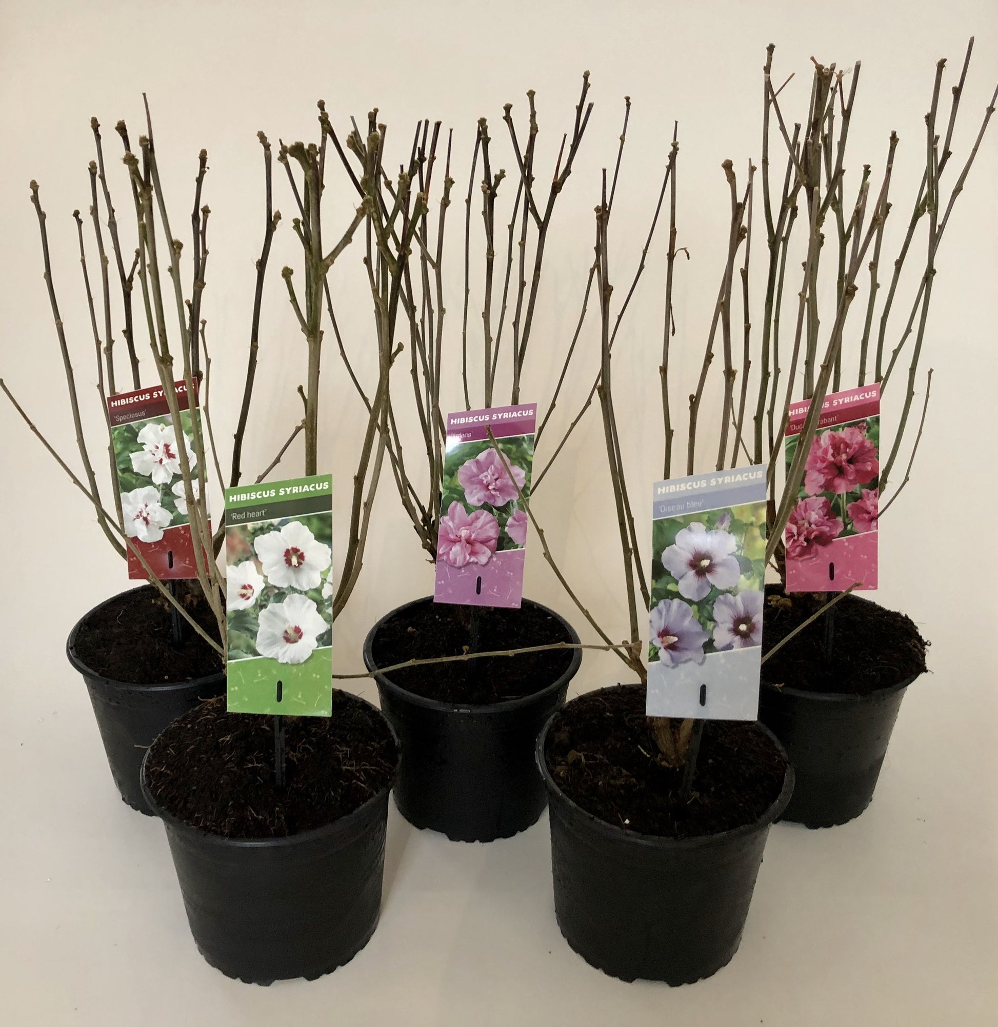 Hibiscus syriacus mix 40cm 19cm Pot