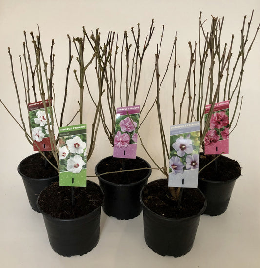 Hibiscus syriacus mix 40cm 19cm Pot