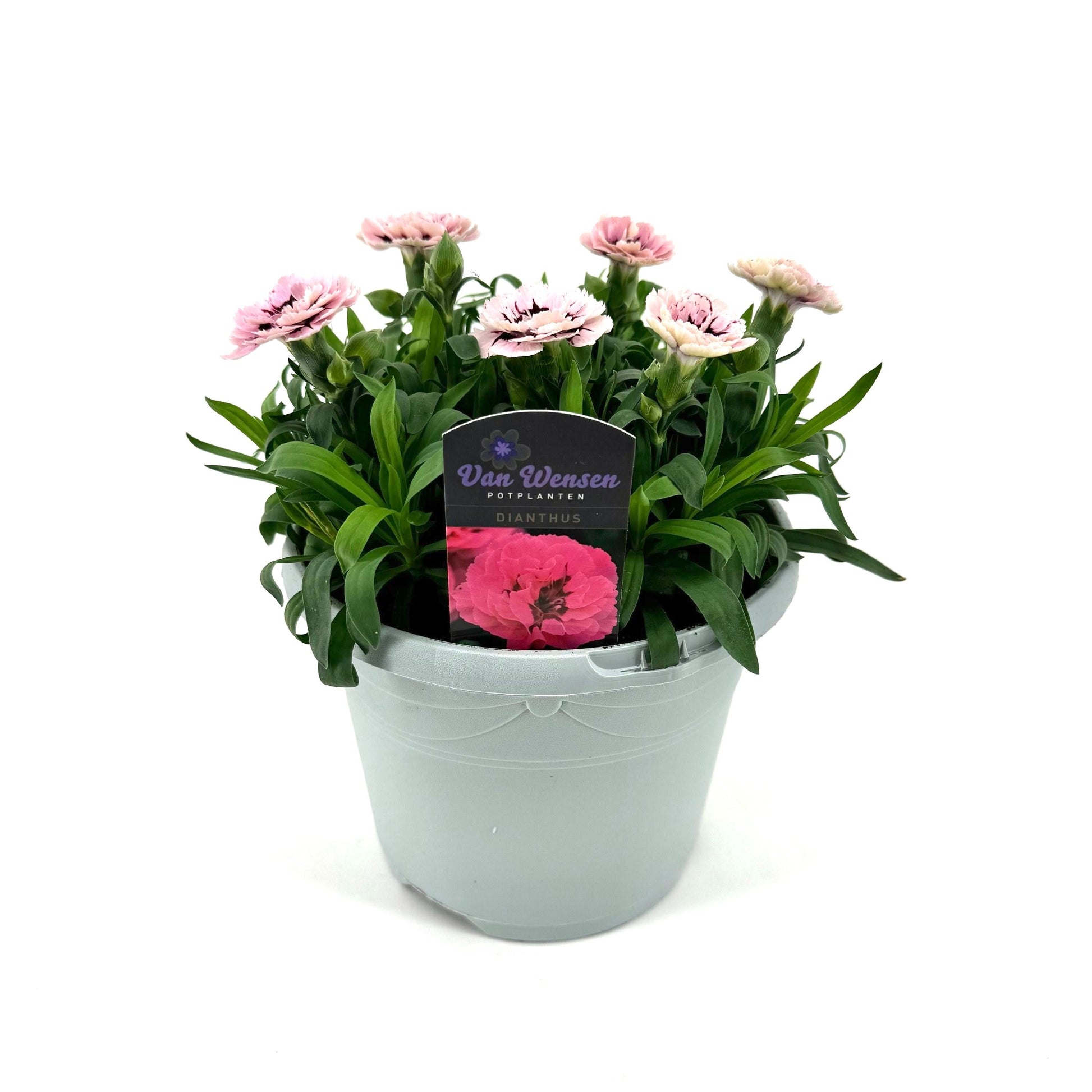 Dianthus Oscar Purple Star 27cm 17cm Pot