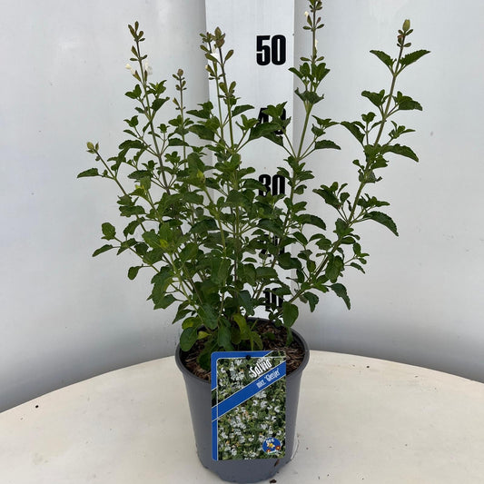Salvia microphylla 35cm 17cm Pot