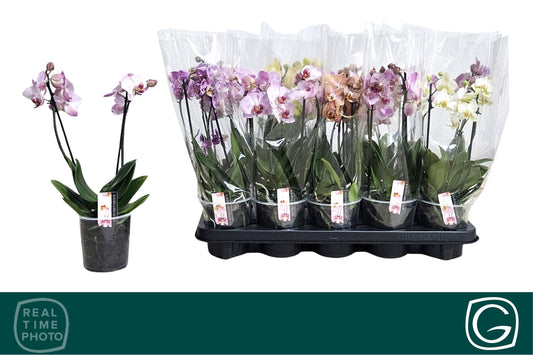 Phalaenopsis mf. mix 35cm 12cm Pot