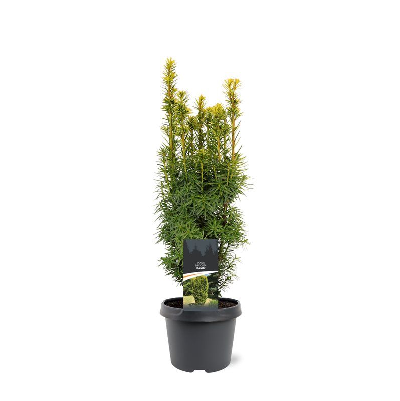 Taxus bac. David 45cm 19cm Pot