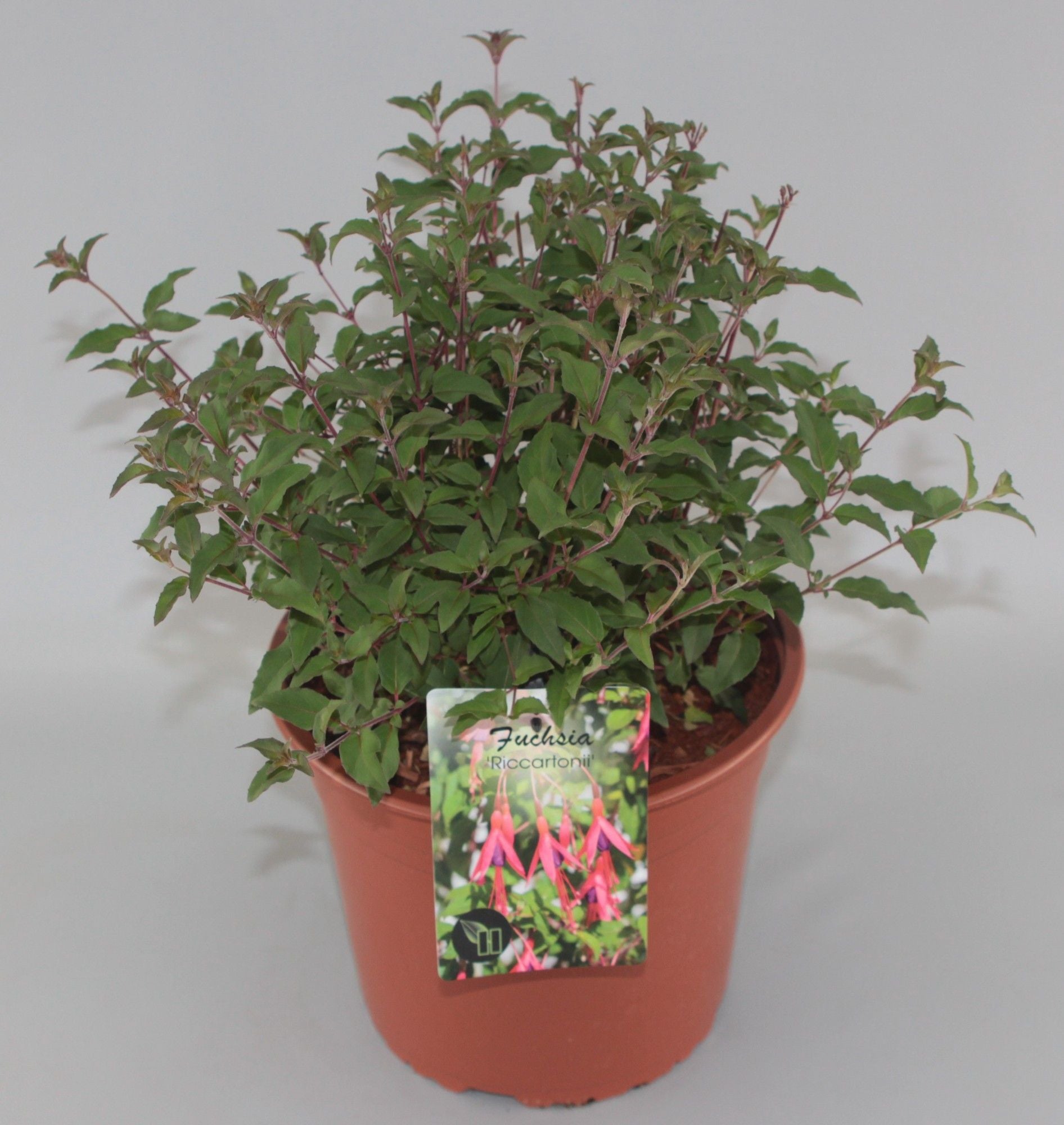 Fuchsia mag. Riccartonii 40cm 23cm Pot