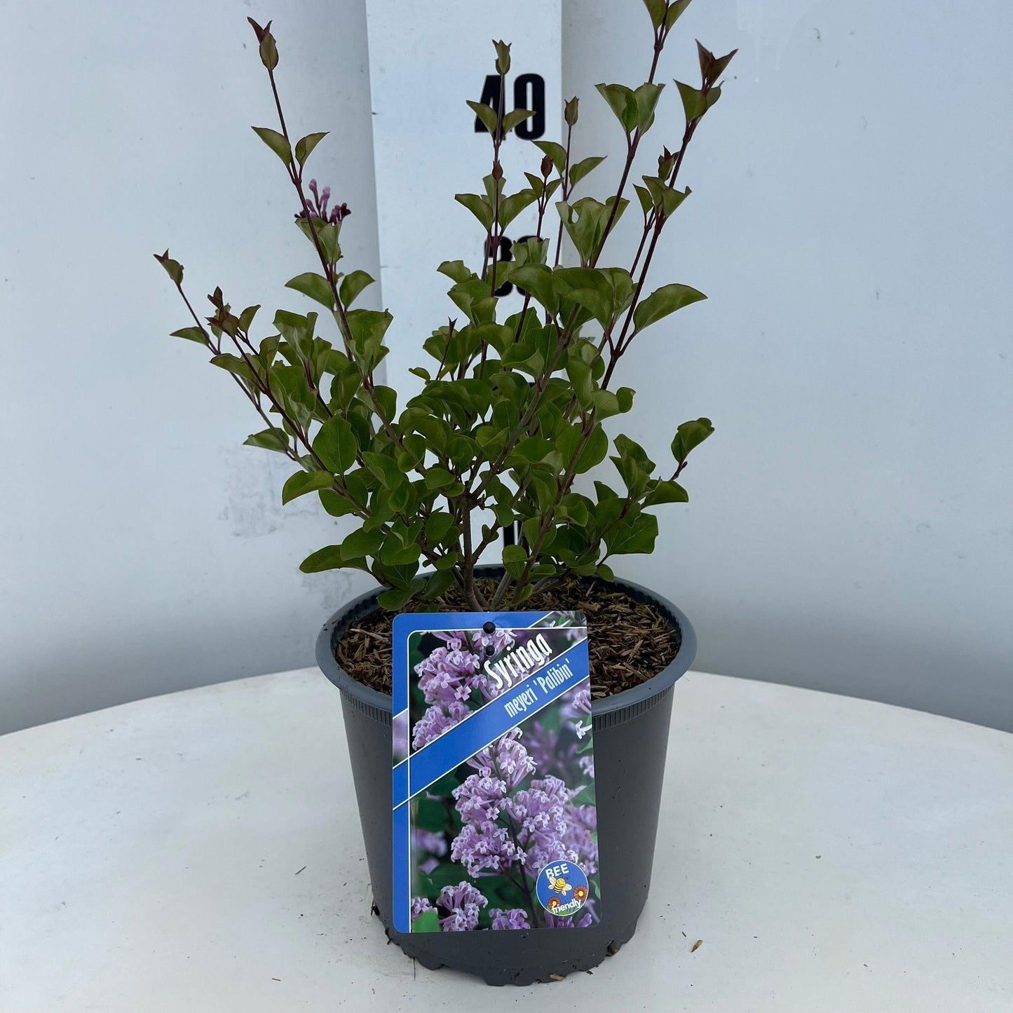 Syringa meyeri Palibin 40cm 19cm Pot