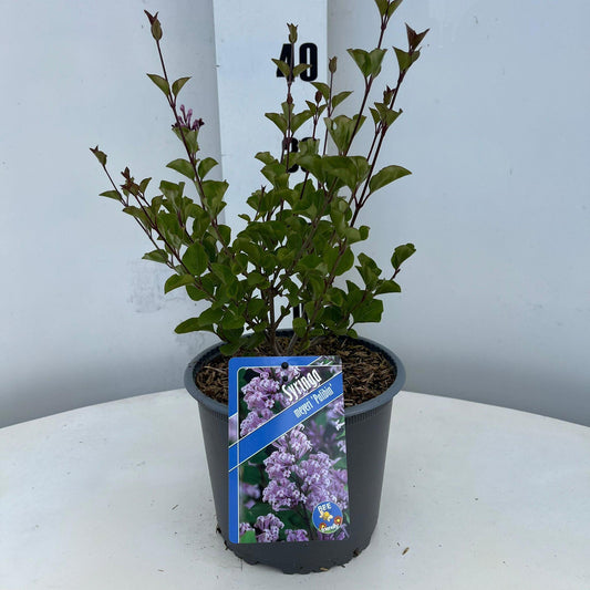 Syringa meyeri Palibin 40cm 19cm Pot