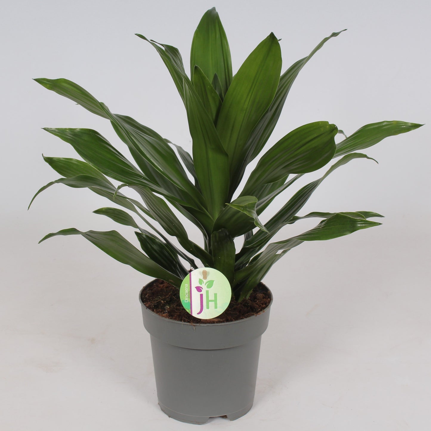 Dracaena fragrans Green Jewel 50cm 17cm Pot