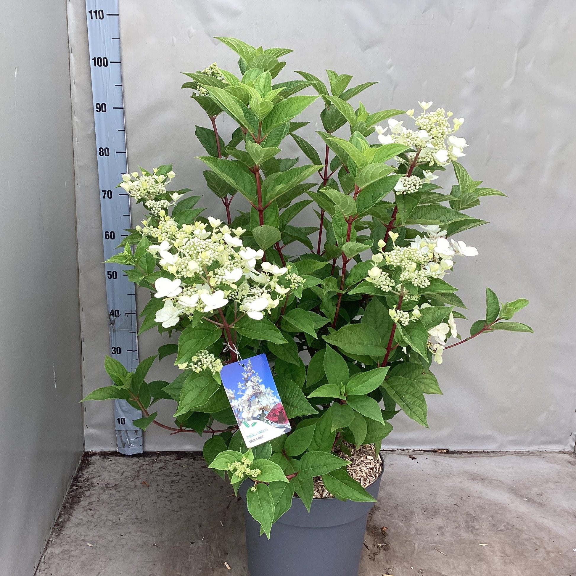 Hydrangea paniculata 65cm 30cm Pot