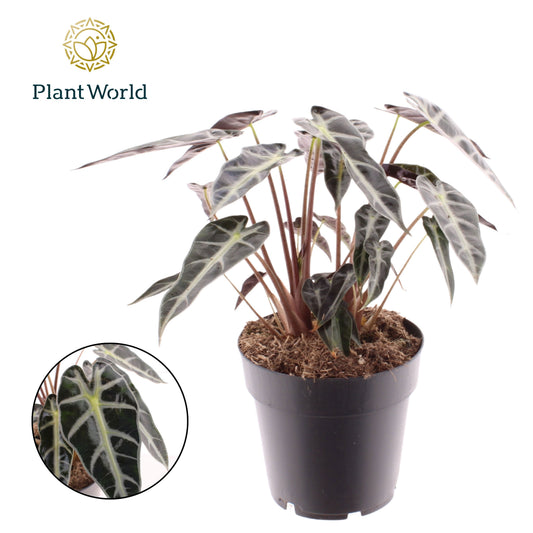 Alocasia Bambino Arrow 30cm 14cm Pot