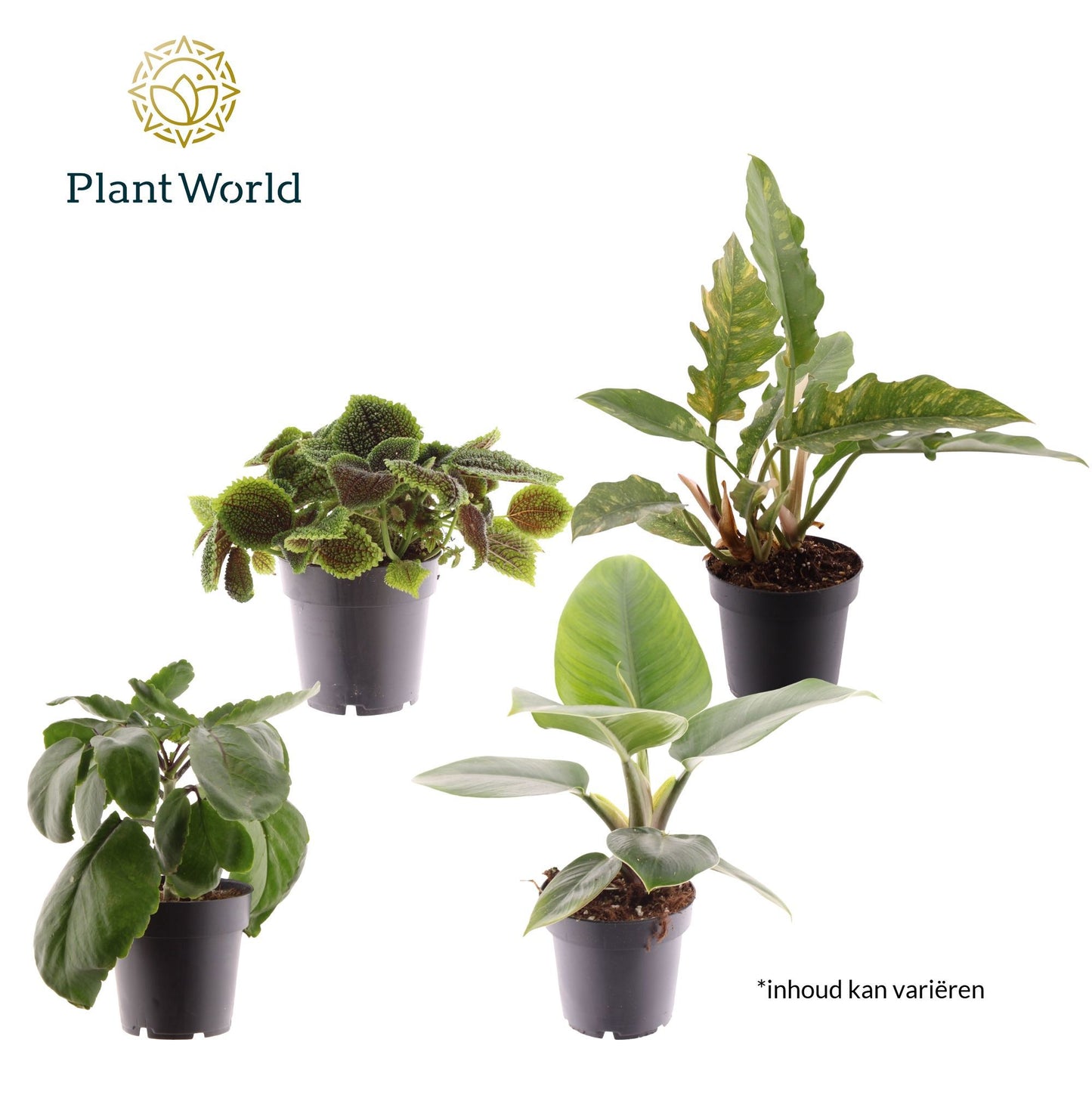 Pilea Silver Tree 40cm 14cm Pot